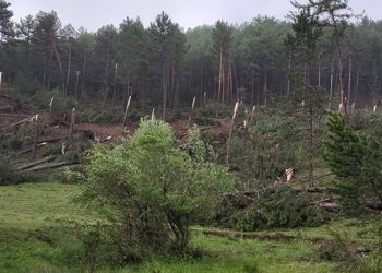 Kütahya'da hortum: 80’e yakın ağacı devrildi