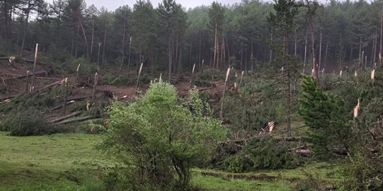 Kütahya'da hortum: 80’e yakın ağacı devrildi