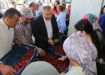 Manisalı kiraz üreticileri: Geçen sene 1 kilo kirazla 2,5 litre mazot alırken bu sene 1 litre alamıyoruz