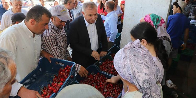Manisalı kiraz üreticileri: Geçen sene 1 kilo kirazla 2,5 litre mazot alırken bu sene 1 litre alamıyoruz