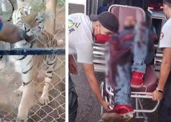 Meksika'da bakıcısı olduğu kaplanın saldırısına uğrayan kişi öldü