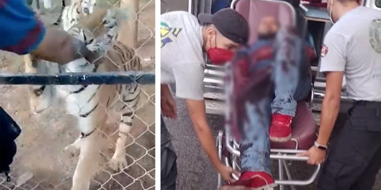 Meksika'da bakıcısı olduğu kaplanın saldırısına uğrayan kişi öldü