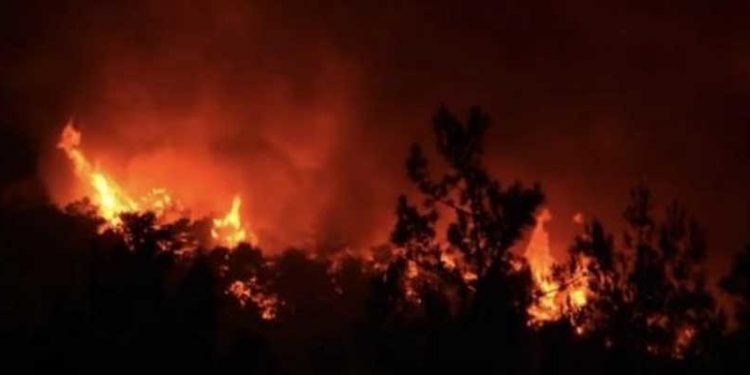 Muğla Büyükşehir Belediye Başkanı Gürün, 4 bin 813 futbol sahası büyüklüğünde ormanlık alanın yandığını açıkladı