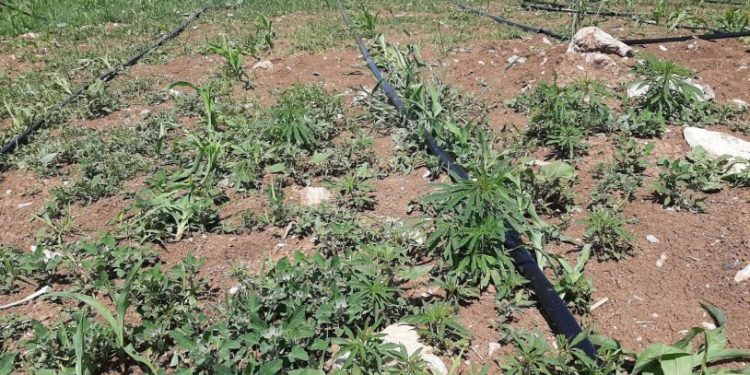 Mısır tarlasına ekili 900 kök kenevir ele geçirildi