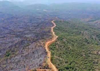 OGM raporunda yangınlara karşı uyarı: Ormanlar korunmalı ve hukuki güvence altına alınmalı
