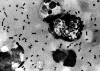 On milyonlarca insan hayatını kaybetmişti; araştırmacılar 14'üncü yüzyılın büyük salgını Kara Veba'nın çıktığı yeri tespit etti