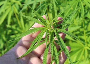 Rize'de kenevir fabrikası kurulması amacıyla çalışmalara başlandı