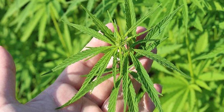 Rize'de kenevir fabrikası kurulması amacıyla çalışmalara başlandı