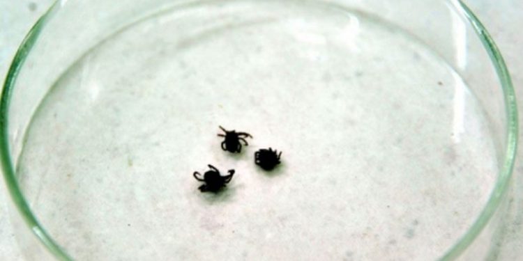 Sivas’ta kene nedeniyle ölenlerin sayısı 7’ ye yükseldi