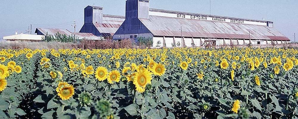 Soya, ayçiçek tohumu, mısır ve aspir yağında gümrük vergisi sıfırlandı