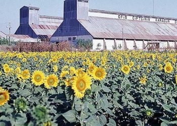 Soya, ayçiçek tohumu, mısır ve aspir yağında gümrük vergisi sıfırlandı