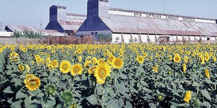 Soya, ayçiçek tohumu, mısır ve aspir yağında gümrük vergisi sıfırlandı