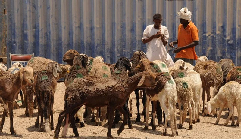 Sudan'da küçükbaş hayvan yüklü gemi battı: 16 bine yakın koyun öldü