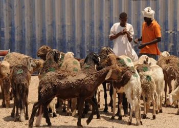 Sudan'da küçükbaş hayvan yüklü gemi battı: 16 bine yakın koyun öldü