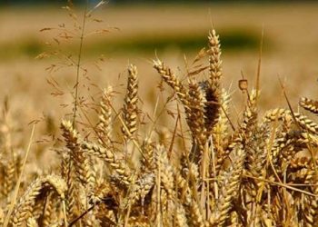 TMO, buğday ve arpa alım fiyatlarını artırdı