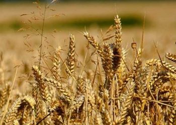 TMO'nun borcu 5,5 milyar TL'ye ulaştı