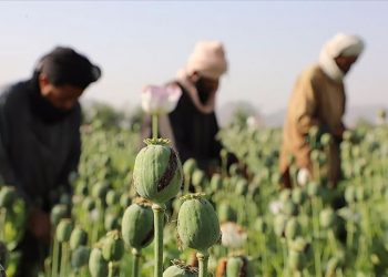 Taliban haşhaş tarlalarını yok edeceğini açıkladı