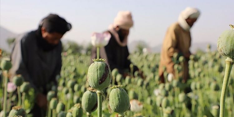 Taliban haşhaş tarlalarını yok edeceğini açıkladı