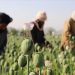 Taliban haşhaş tarlalarını yok edeceğini açıkladı