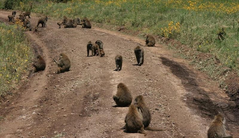 Tanzanya'da maymunlar tarafından kaçırılan bebek öldü