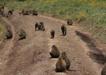 Tanzanya'da maymunlar tarafından kaçırılan bebek öldü