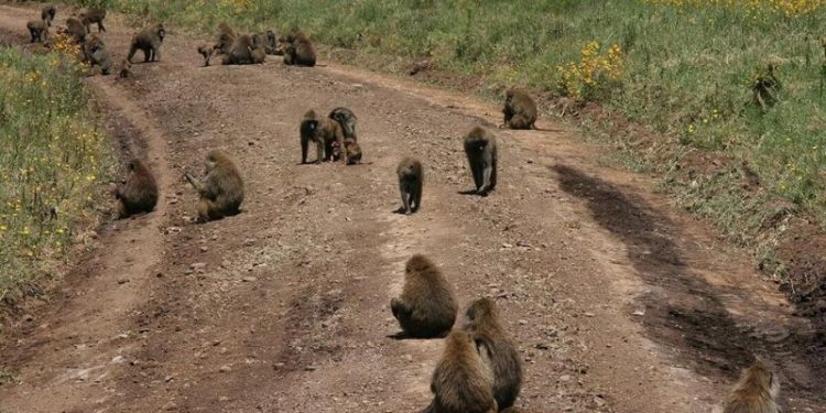 Tanzanya'da maymunlar tarafından kaçırılan bebek öldü