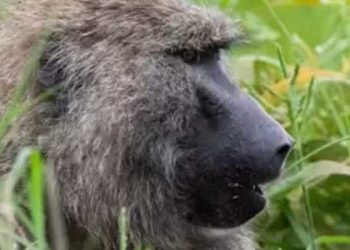 Tanzanya'da maymunların kaçırdığı 1 aylık bebek hayatını kaybetti