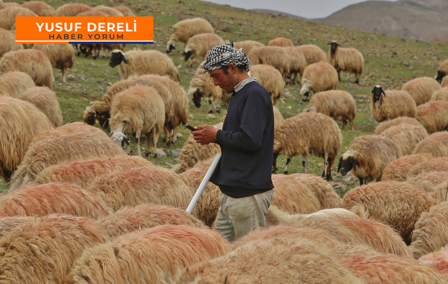 Tarım ve hayvancılığı Afgan çobanlar kurtaracak; ama nasıl?