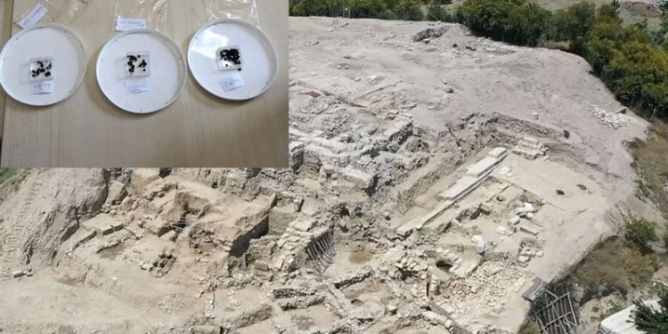Tarihi Misis Höyüğü'nde 3 bin yıllık tohum bulundu