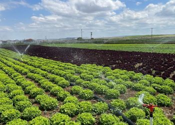 Tarladan 1,5 liraya çıkan marul markette 7-8 lira