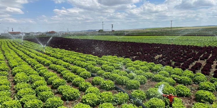 Tarladan 1,5 liraya çıkan marul markette 7-8 lira