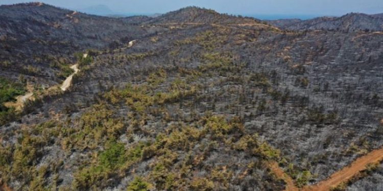 Tarım ve Orman Bakanı Vahit Kirişci: 'Yangın kontrol altına alındı'