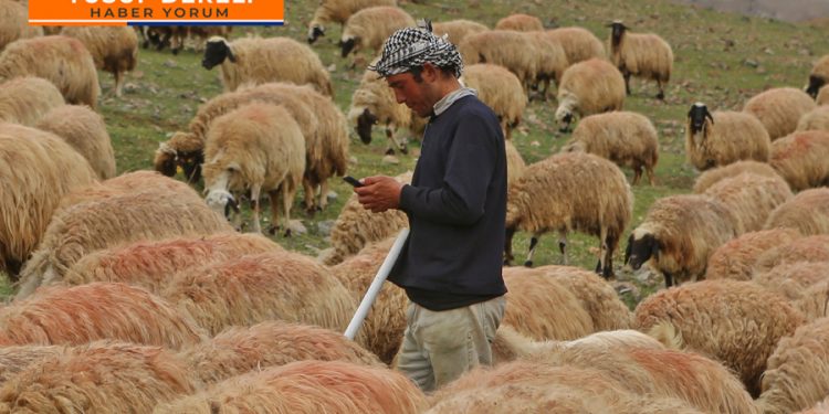 Tarım ve hayvancılığı Afgan çobanlar kurtaracak; ama nasıl?