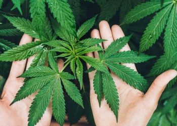 Tayland'da esrar ticareti yasallaştı ama kullanmak yasak