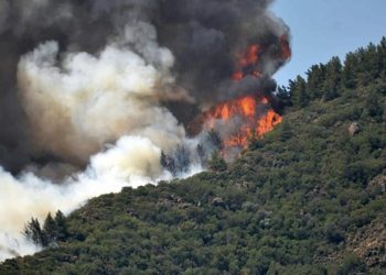 Türkiye Ormancılar Derneği Başkanı: Geçen seneyle aynı noktadayız