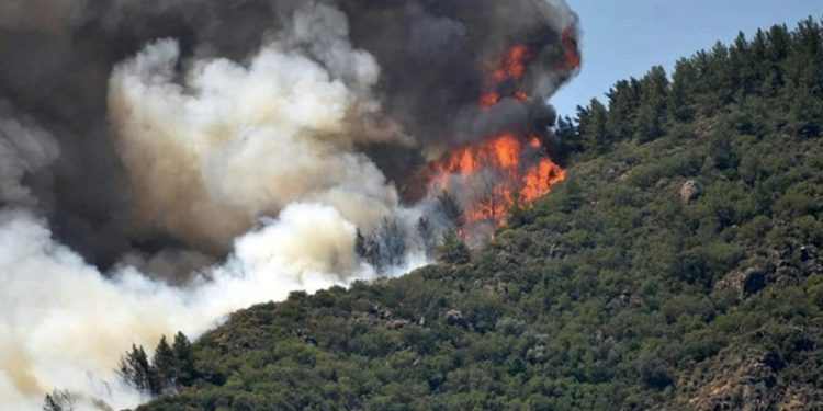 Türkiye Ormancılar Derneği Başkanı: Geçen seneyle aynı noktadayız