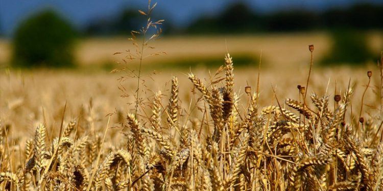 Türkiye, Venezuela'da buğday ekimine başlıyor