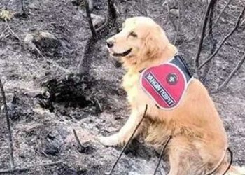 Türkiye'nin tek yangın tespit köpeği: Marmaris'teki yangının başlangıç noktasını 'Kadro' belirledi