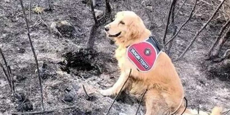Türkiye'nin tek yangın tespit köpeği: Marmaris'teki yangının başlangıç noktasını 'Kadro' belirledi