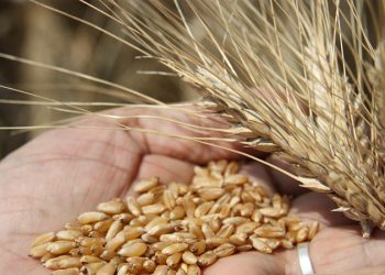 Ukrayna’dan gıda krizine karşı 2 ülkeye tahıl koridoru