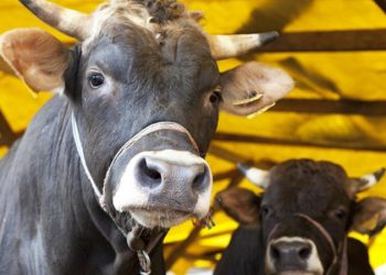 Ulusal Et Konseyi: Bayramda arz-talep sorunu beklemiyoruz