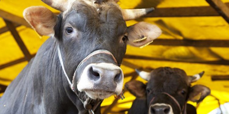 Ulusal Et Konseyi: Bayramda arz-talep sorunu beklemiyoruz