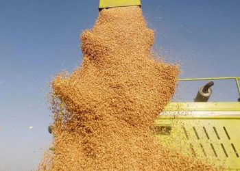 Uluslararası Buğday Konseyi: Küresel buğday üretimi son üç yılın en düşük seviyesinde