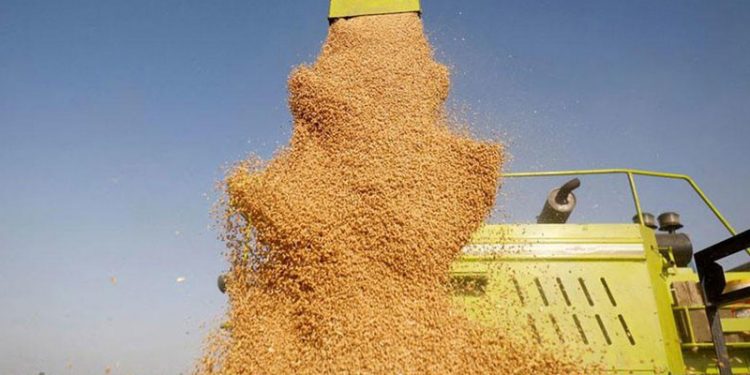 Uluslararası Buğday Konseyi: Küresel buğday üretimi son üç yılın en düşük seviyesinde