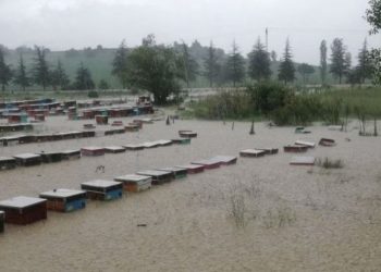 Uşak'ta yağmur nedeniyle dereler taştı, 100 kovan arı öldü
