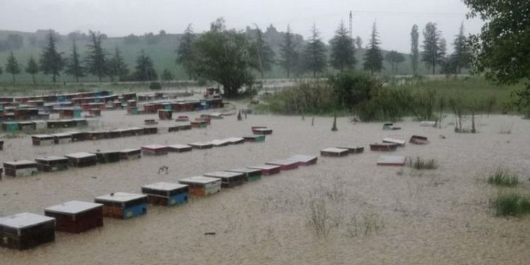 Uşak'ta yağmur nedeniyle dereler taştı, 100 kovan arı öldü