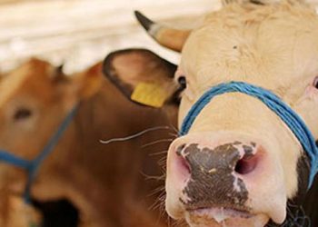 Vekâlet yoluyla kurban kesim bedeli belli oldu