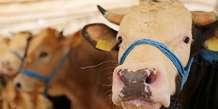 Vekâlet yoluyla kurban kesim bedeli belli oldu