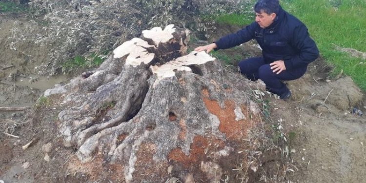 Villa yapmak için 500 yaşındaki ağaca kıydılar