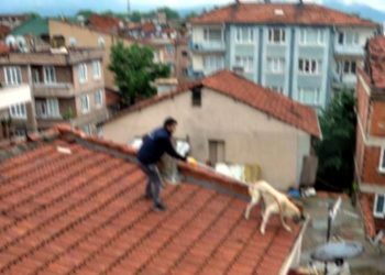 Çatısına çıkan 2 köpeği öldürmüştü: 8 yıl hapsi isteniyor